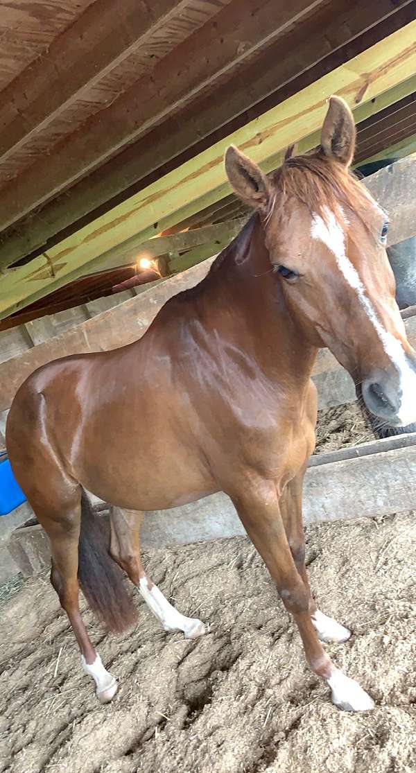 ridden-english-morab-pony
