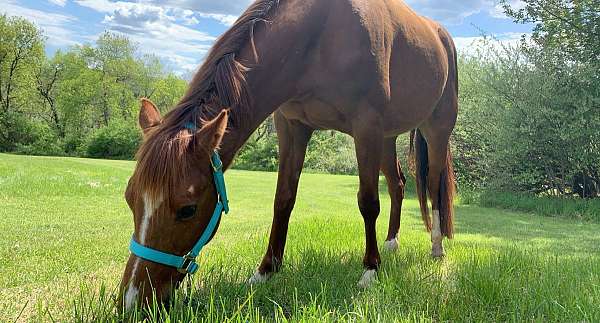 ridden-western-morab-pony
