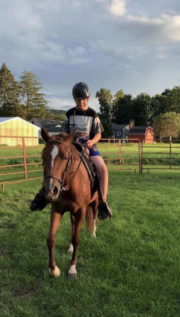 therapy-morab-pony