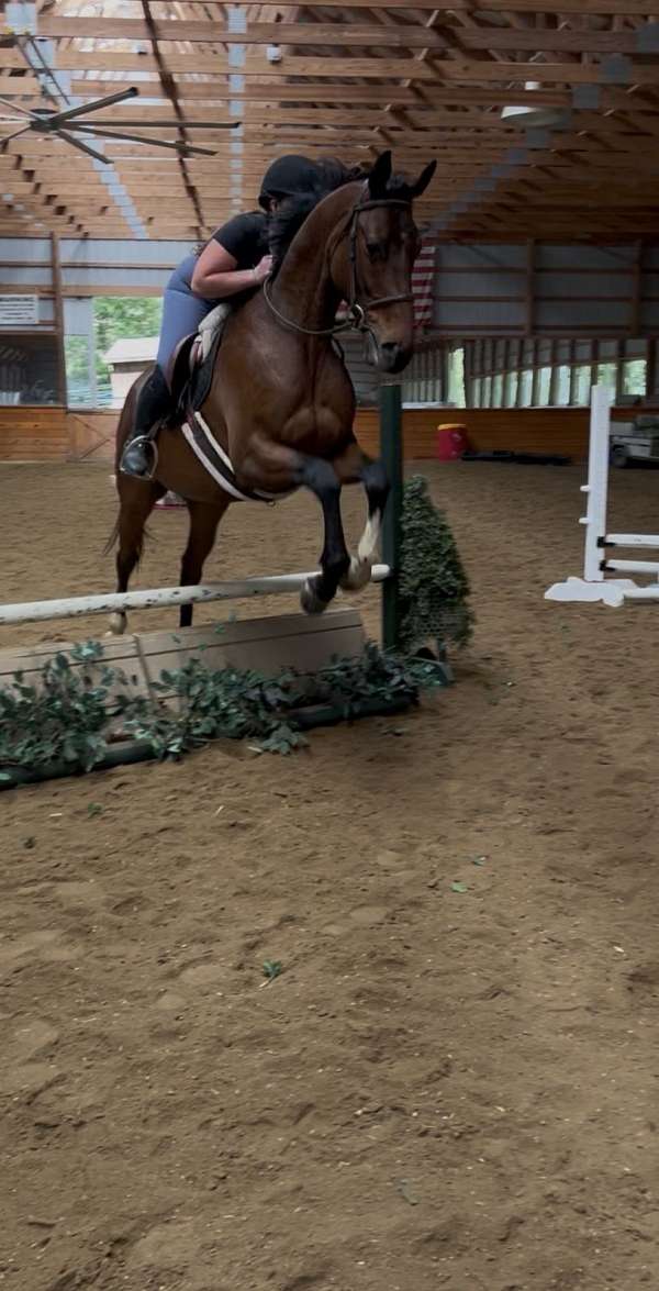 athletic-thoroughbred-horse