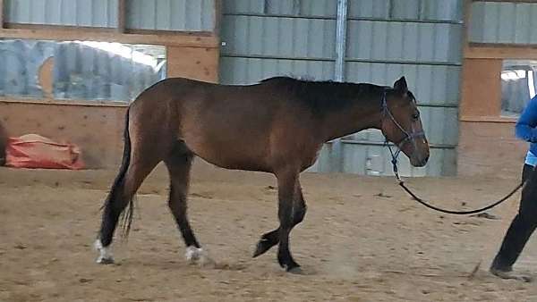 all-around-quarter-pony