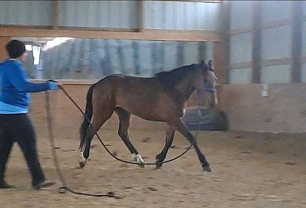 athletic-quarter-pony