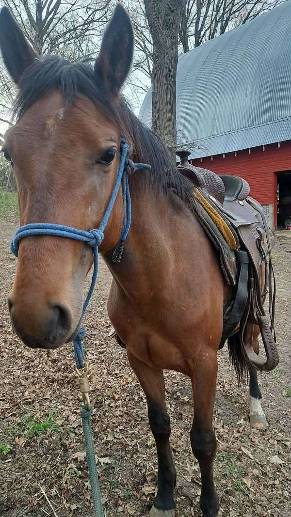 cowboy-mounted-shooting-quarter-pony