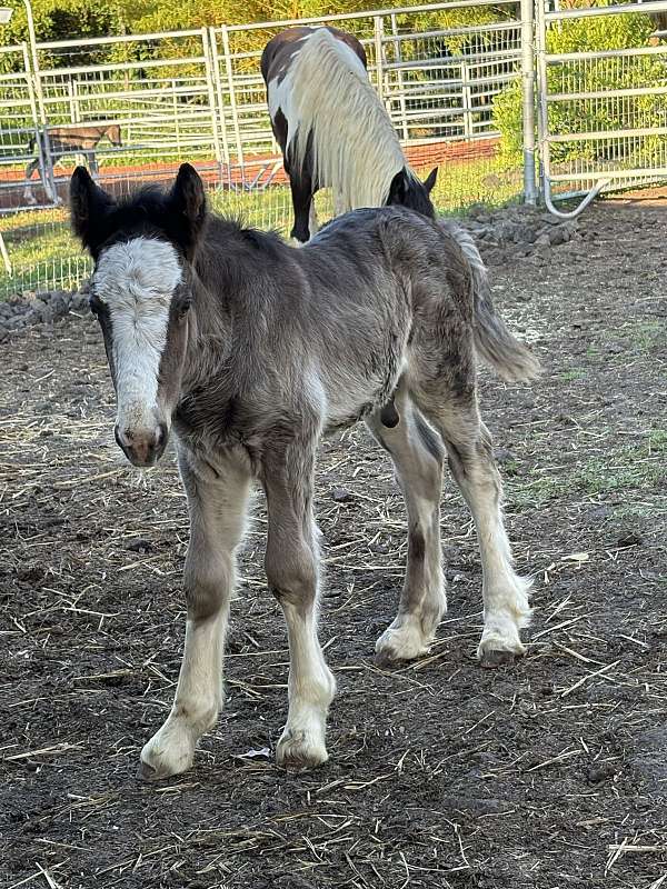 black-draft-colt-gelding