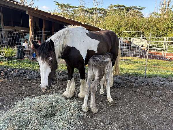 draft-colt-gelding