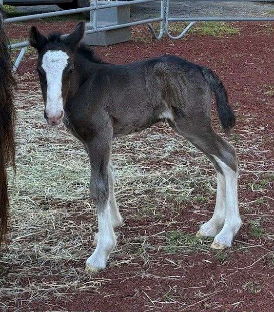 black-4-high-white-stockings-horse