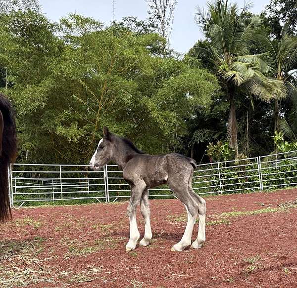 draft-draft-gypsy-vanner-horse