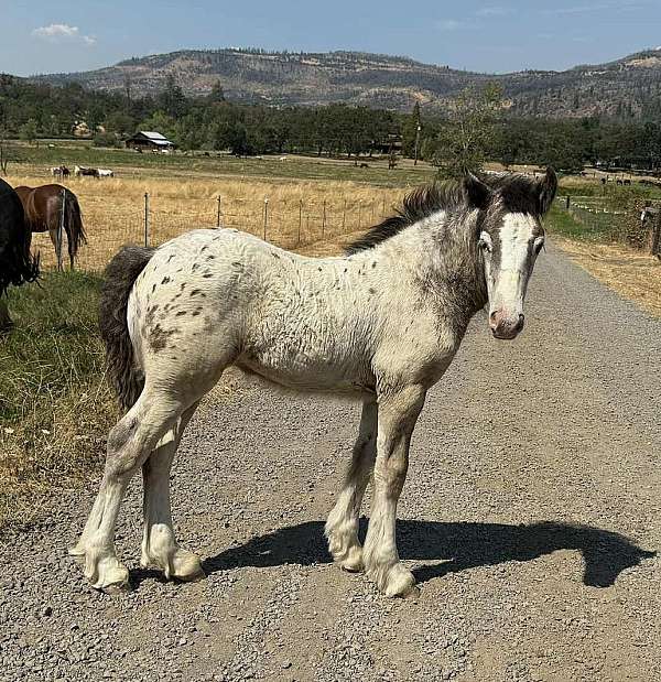 grey-spotted-filly