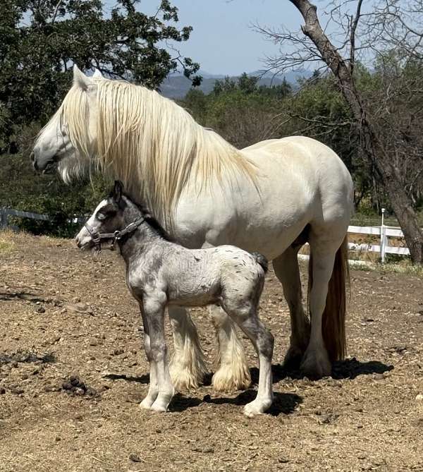 appaloosa-horse