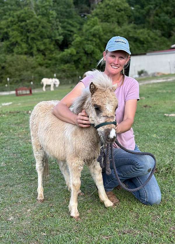 all-around-miniature-horse