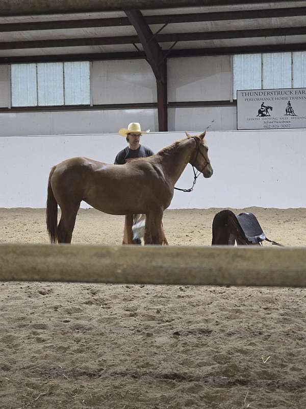 dun-sorrel-filly-for-sale