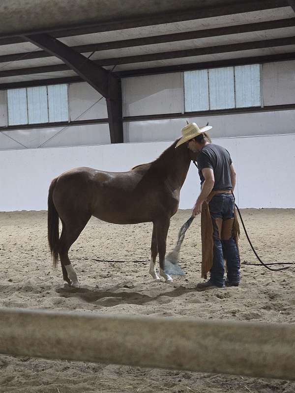 dun-sorrel-filly