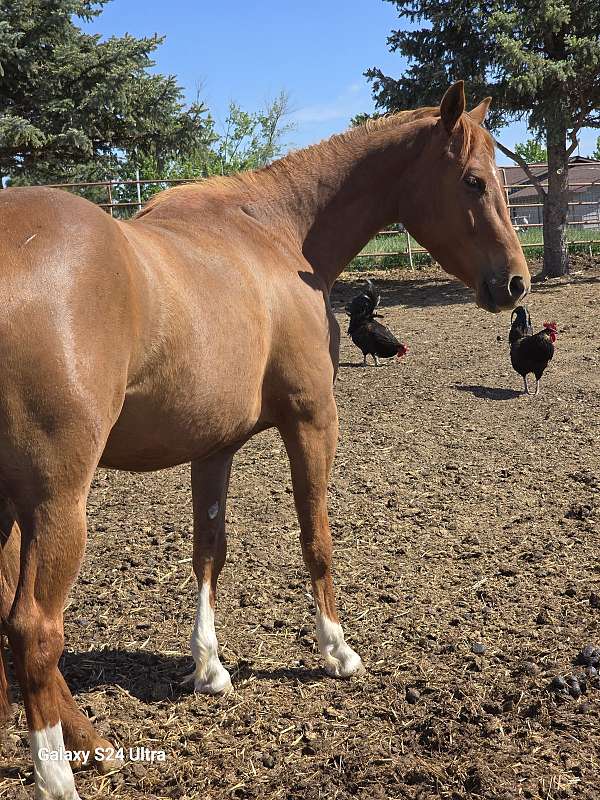 dun-sorrel-horse-for-sale