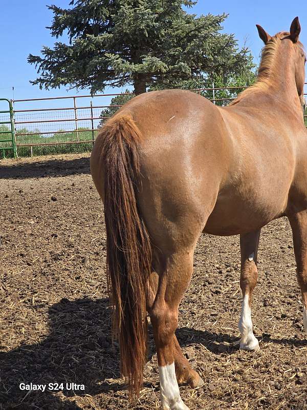 dun-sorrel-horse