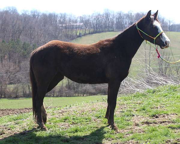 black-apha-mare-yearling