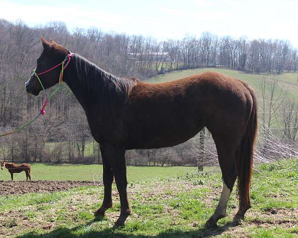 chestnut-apha-mare-yearling