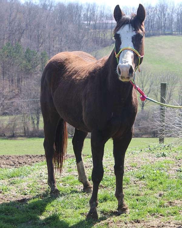 chestnut-overo-apha-mare-yearling