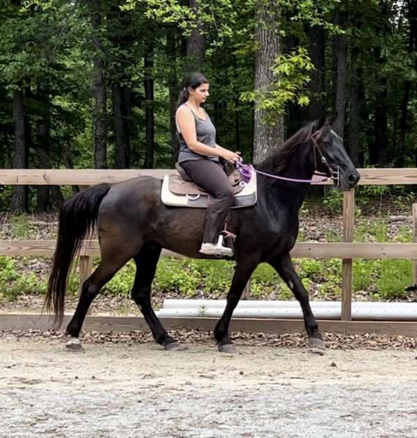 all-around-tennessee-walking-horse