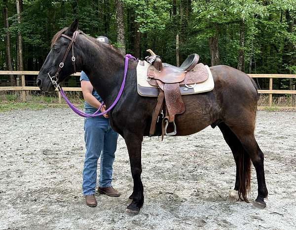 athletic-tennessee-walking-horse