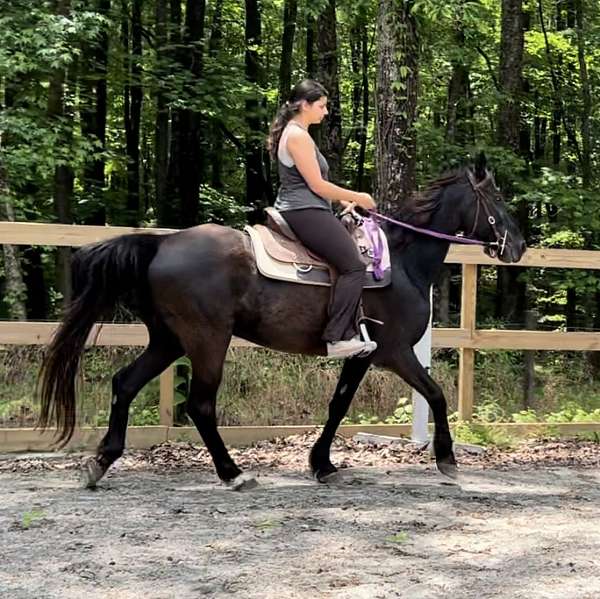 endurance-tennessee-walking-horse