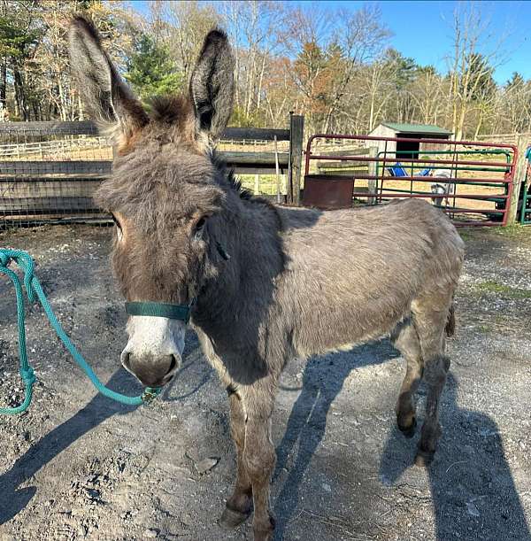 lovable-donkey