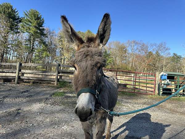 trailers-donkey
