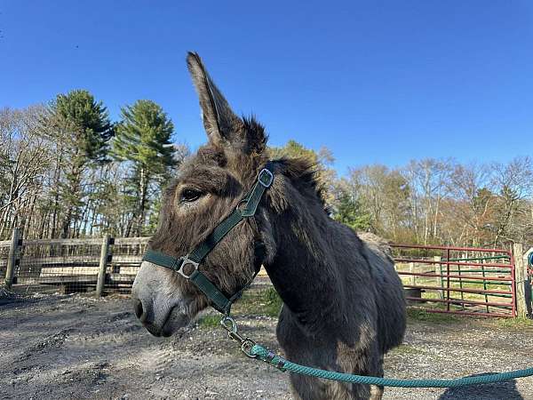 trailers-well-donkey