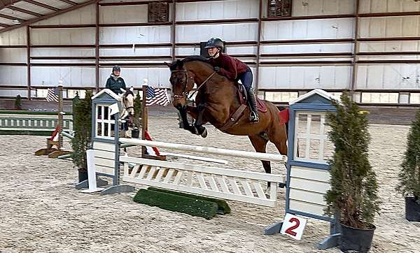 hanoverian-mare