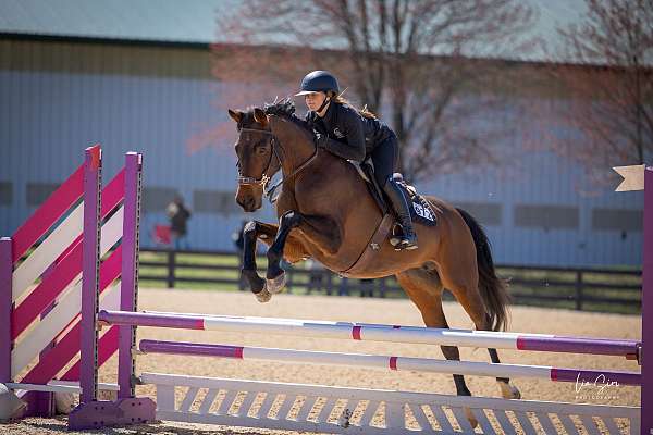 hanoverian-horse-for-sale