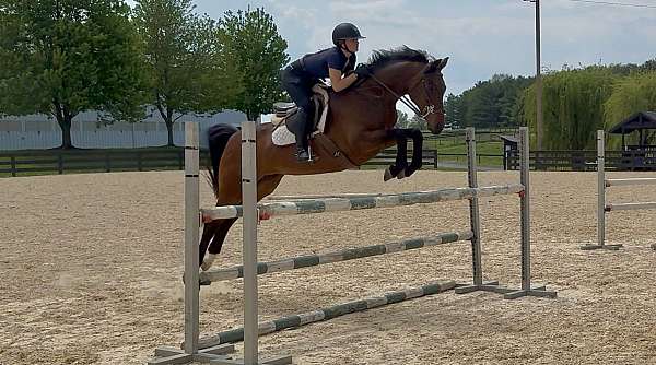 hanoverian-horse