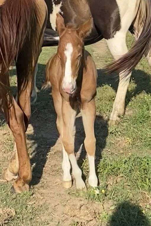 chestnut-overo-four-high-white-socks-horse