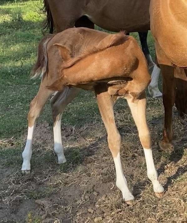 chestnut-overo-stallion-horse