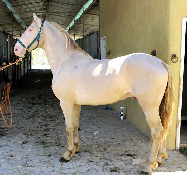 under-saddle-colt