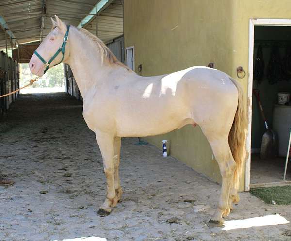 perlino-andalusian-horse