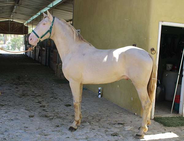 caballos-andalusian-horse