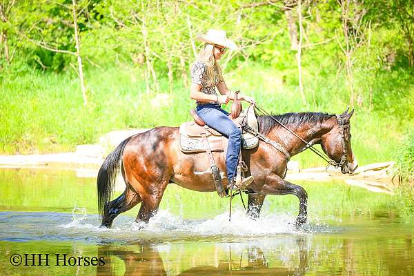 nice-gelding-paint-horse
