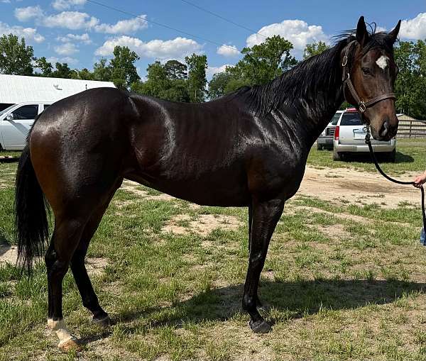 sock-star-horse