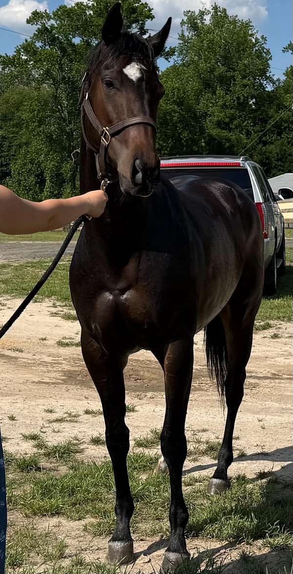 bay-sock-star-horse