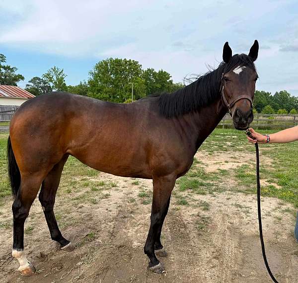 all-around-thoroughbred-horse