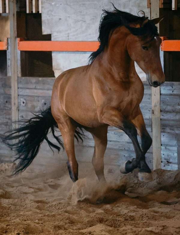 andalusian-horse-for-sale