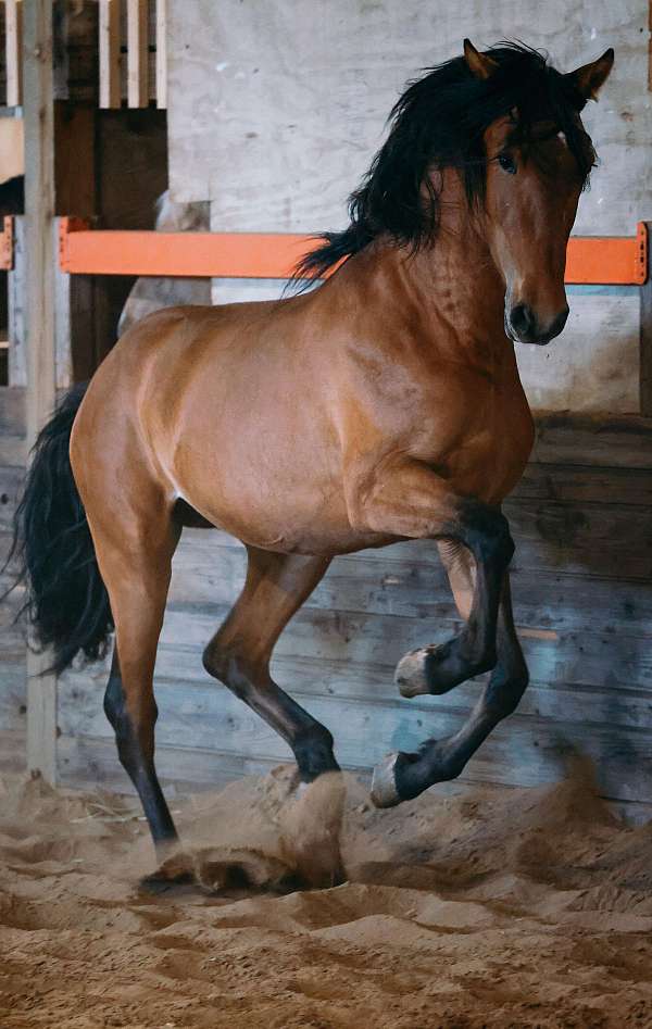 andalusian-stallion