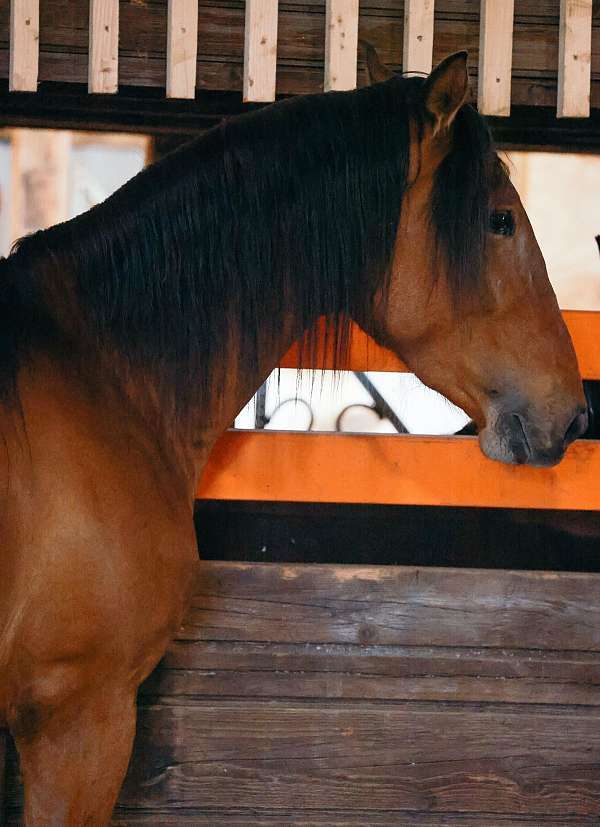 andalusian-horse