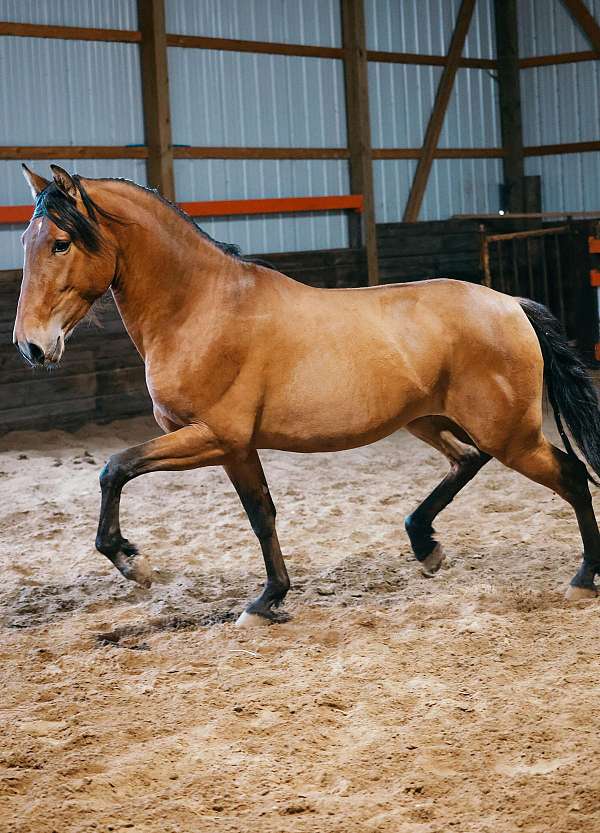 andalusian