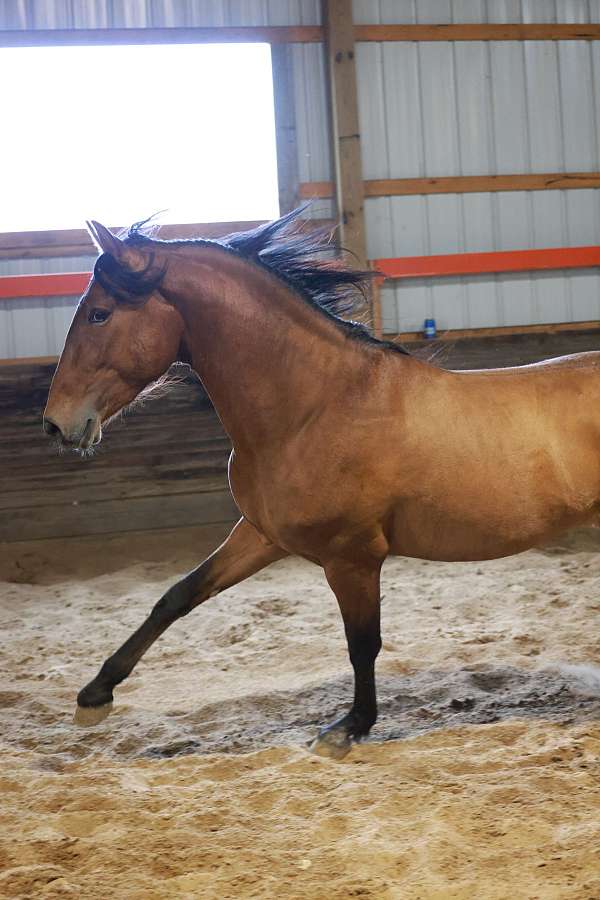 stallion