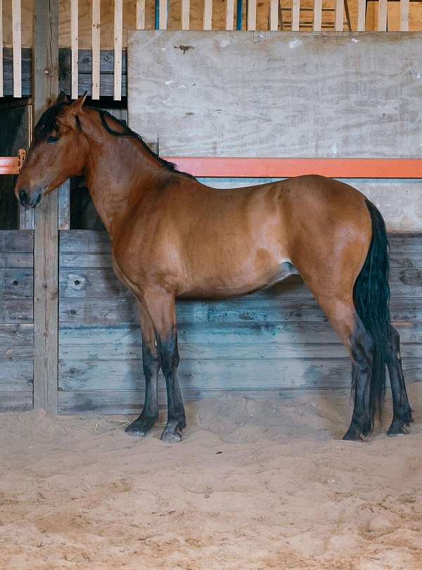 bay-andalusian-colt