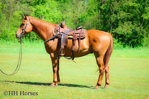 all-around-quarter-horse