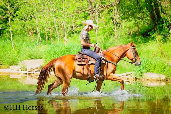 beginner-quarter-horse