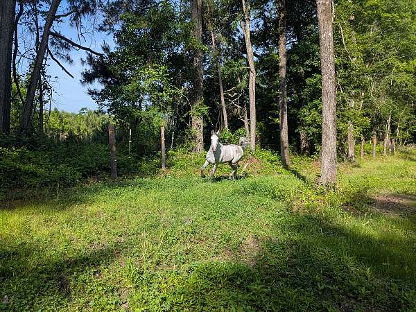 grey-aaha-stallion