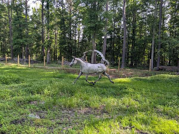 aaha-stallion