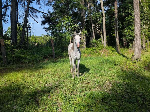 stallion-started-under-saddle-arabian-horse